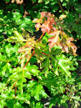 Feld Ahorn, Acer campestre