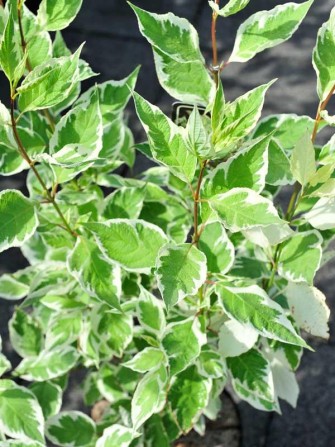 Purpur-Hartriegel Elegantissima, Cornus alba Sibirica