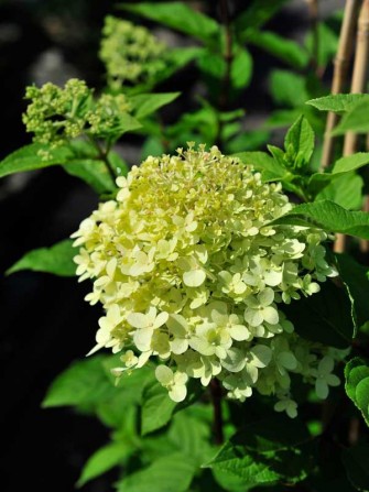 Rispen-Hortensie "Limelight", Hydrangea paniculata "Limelight"