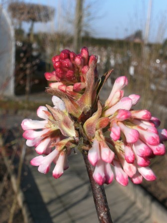 Winter-Schneeball, Viburnum bod. "Dawn"