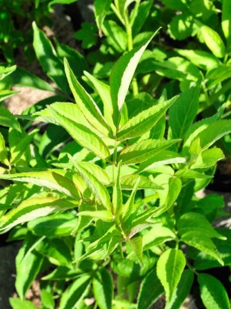 K&uuml;chen-Holunder, Sambucus nigra