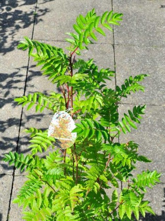 Eberesche, Sorbus aucuparia