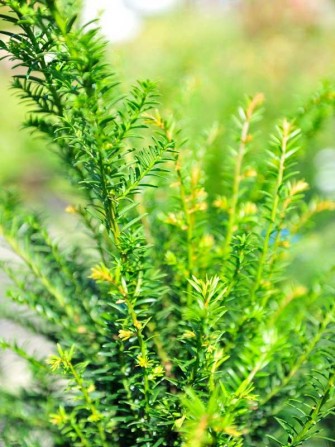 Gemeine Eibe, Taxus baccata