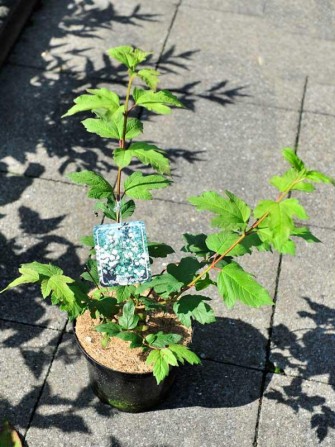 Echter Schneeball "Roseum", Viburnum opulus "Roseum"