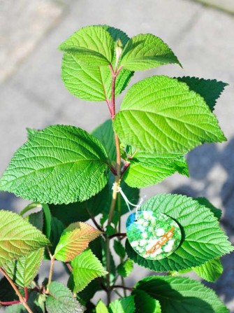 Gef&uuml;llter Japanischer Schneeball "Rotundifolium", Viburnum plicatum "Rotundifolium"