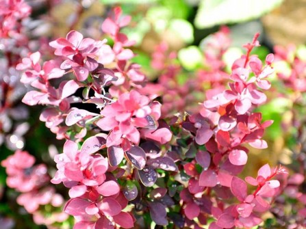 Rote Hecken-Berberitze "Atropurpurea", Berberis thunbergii "Atropurpurea"