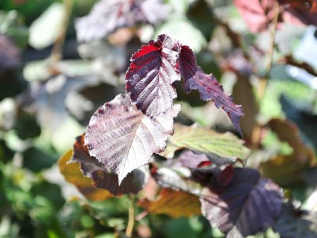 Purpur-Hasel, Corylus max. Purpurea