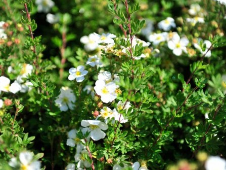 Fingerstrauch "Abbotswood", Potentilla fruticosa "Abbotswood"