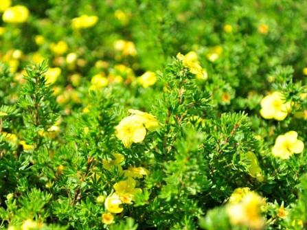 Fingerstrauch "Kobold", Potentilla fruticosa "Kobold"
