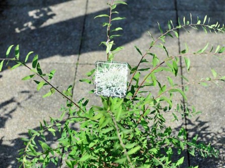 Wei&szlig;e Rispen-Spiere "Grefsheim", Spiraea cin. "Grefsheim"
