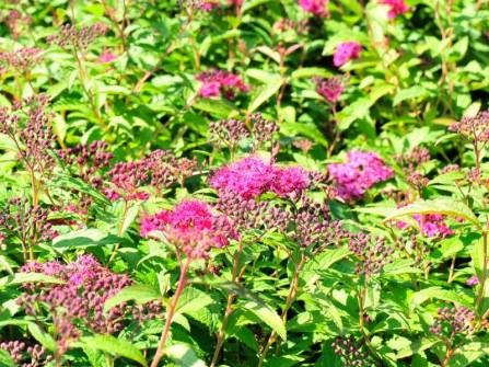 Kissen-Spiere "Anthony Waterer", Spiraea japonica "Anthony Waterer"