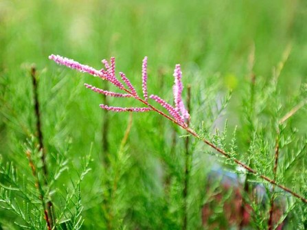 Sommer-Tamariske "Pink Cascade", Tamarix ramosissima "Pink Cascade"