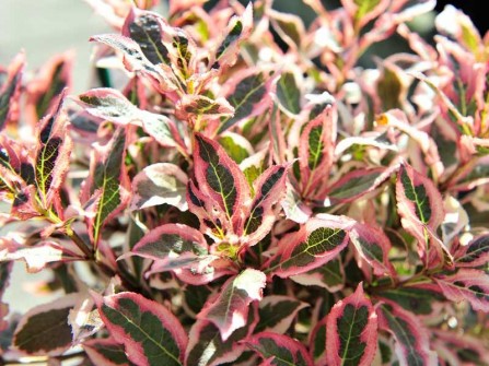 Glockenstrauch "Monet", Weigela "Monet"