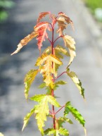 Feuer Ahorn, Acer ginnala