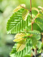 Hainbuche, Carpinus betulus