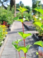 Purpur-Hartriegel, Cornus alba Sibirica