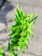 Maiblumenstrauch, Deutzia gracilis