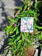 Kalmien-Deutzie, Deutzia Kalmiiflora