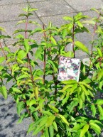 Gefüllter Sternchenstrauch, Deutzis scabra "Plena"