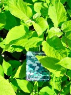 Strauch-Hortensie "Annabelle", Hydrangea arbor. "Annabelle"