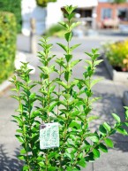 ovalblättriger Liguster, Ligustrum ovalifolium