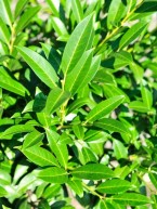 Lorbeerkirsche "Herbergii", Prunus laurocerasus "Herbergii"