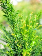 Gemeine Eibe, Taxus baccata