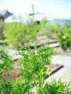 Lebensbaum "Brabant", Thujy occidentalis "Brabant"