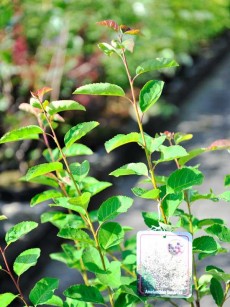 Kupfer Felsenbirne, Amelanchier lamarckii