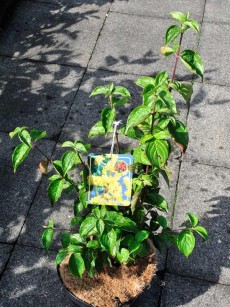 Kornelkirsche, Cornus mas