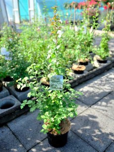 Weiß-Dorn, Crataegus monogyna