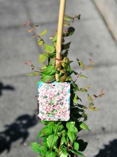 Perlmuttstrauch, Kolkwitzia amabilis