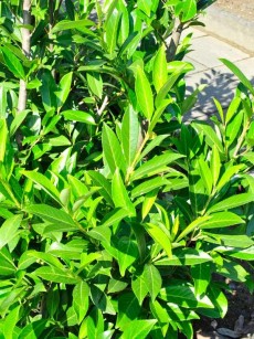 Großblättrige Lorbeerkirsche, Prunus laurocerasus "Caucasica"