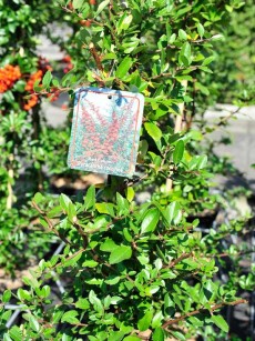 Feuerdorn "Red Column", Pyracantha "Red Column"
