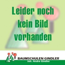 Kriechmispel "Eichholz", Cotoneaster "Eichholz"