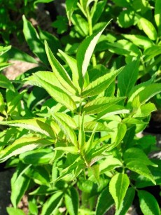 Küchen-Holunder, Sambucus nigra