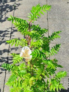 Eberesche, Sorbus aucuparia