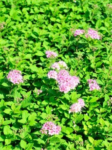 Polster-Spiere "Little Princess", Spirae japonica "Little Princess"