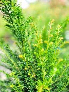 Gemeine Eibe, Taxus baccata
