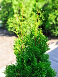 Lebensbaum "Smaragd", Thuja occidentalis "Smaragd"