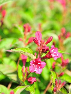 Glockenstrauch "Bristol Ruby", Weigela "Bristol Ruby"