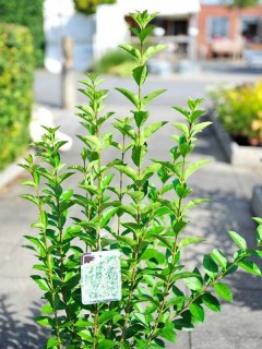 ovalblättriger Liguster, Ligustrum ovalifolium