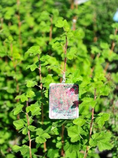 Blut-Johannisbeere "Atrorubens", Ribes sang. "Atrorubens"