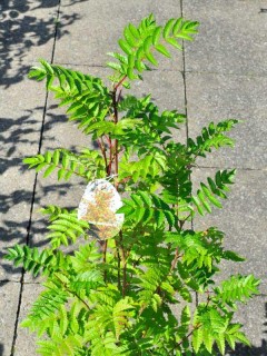 Eberesche, Sorbus aucuparia