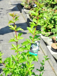 Schneeball, Viburnum opulus