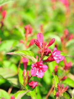 Glockenstrauch "Bristol Ruby", Weigela "Bristol Ruby"