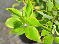 Purpur-Hartriegel Spaethii, Cornus alba Sibirica