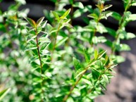 Stumpfblatt-Liguster "Atrovirens", Ligustrum vulgare "Atrovirens"