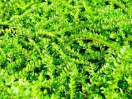 Geißblatt "Maigrün", Lonicera nitida "Maigrün"