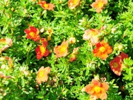 Fingerstrauch "Red Ace", Potentilla fruticosa "Red Ace"